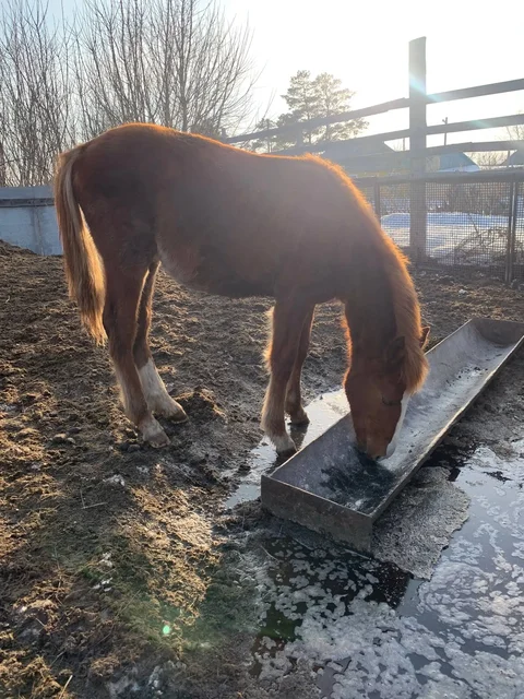 Продажа или обмен жеребчиков - Лошади в Орск