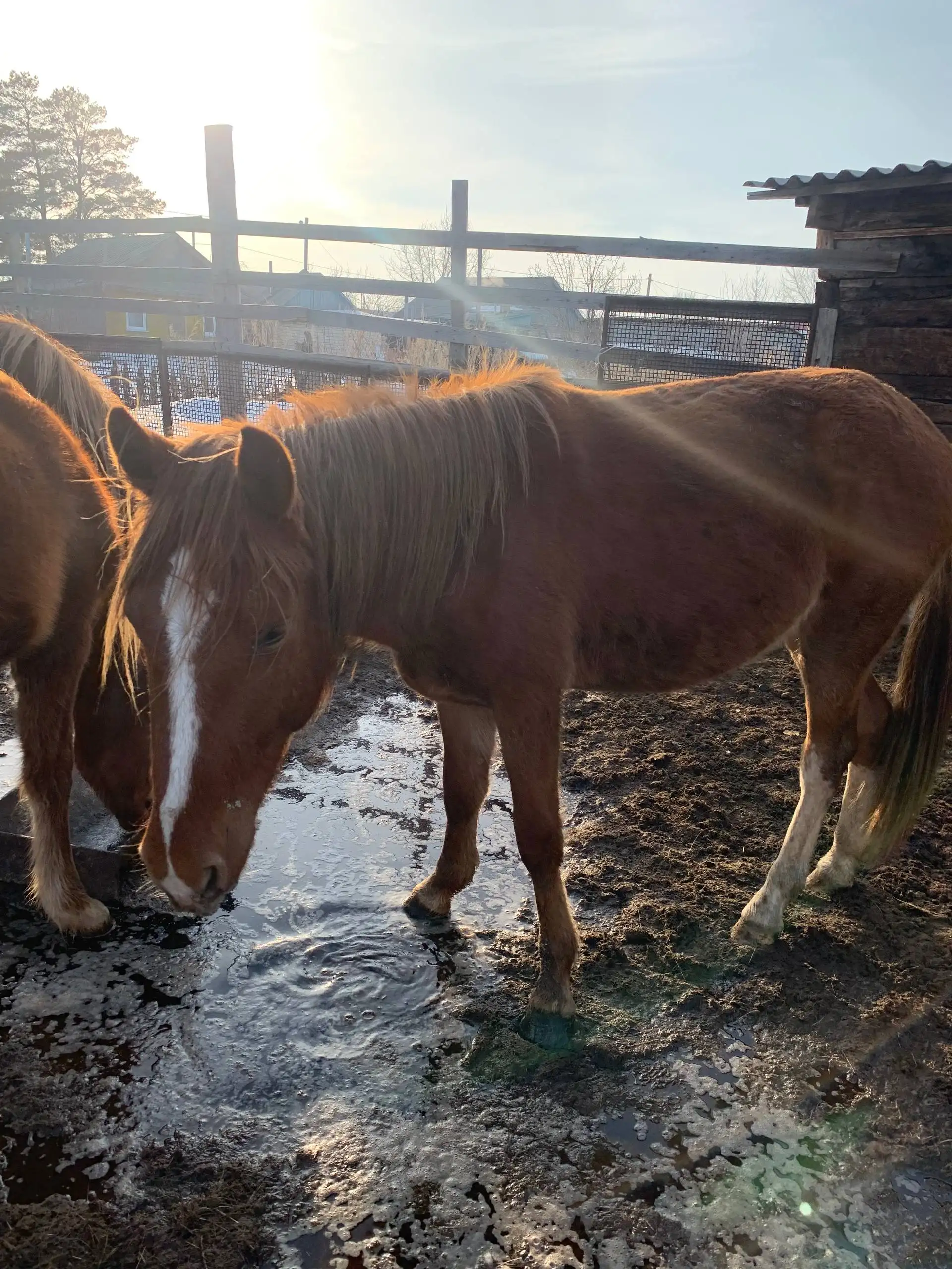 Продажа или обмен жеребчиков - Лошади (Животные) в Орск