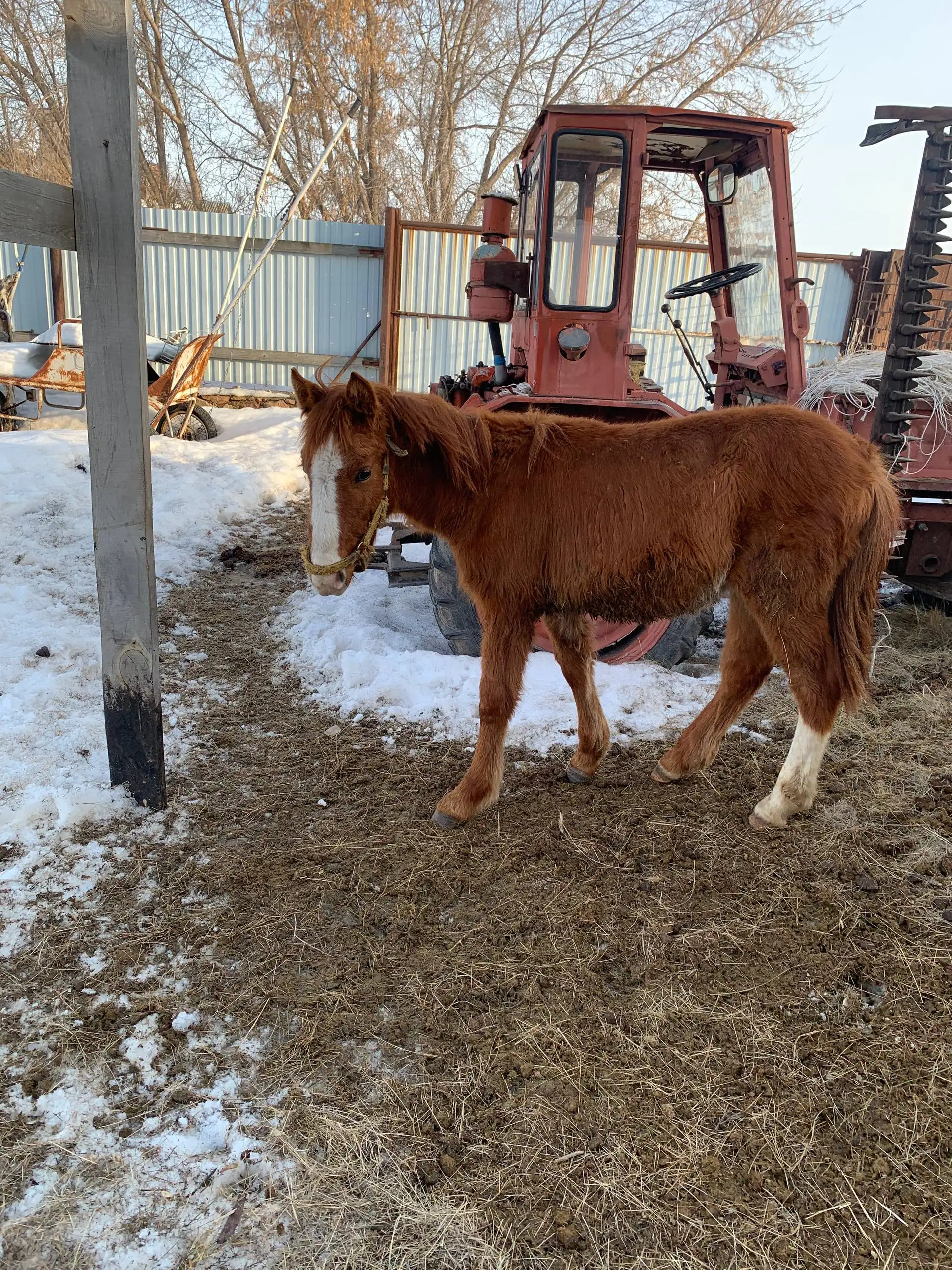 Продажа или обмен жеребчиков - Лошади (Животные) в Орск