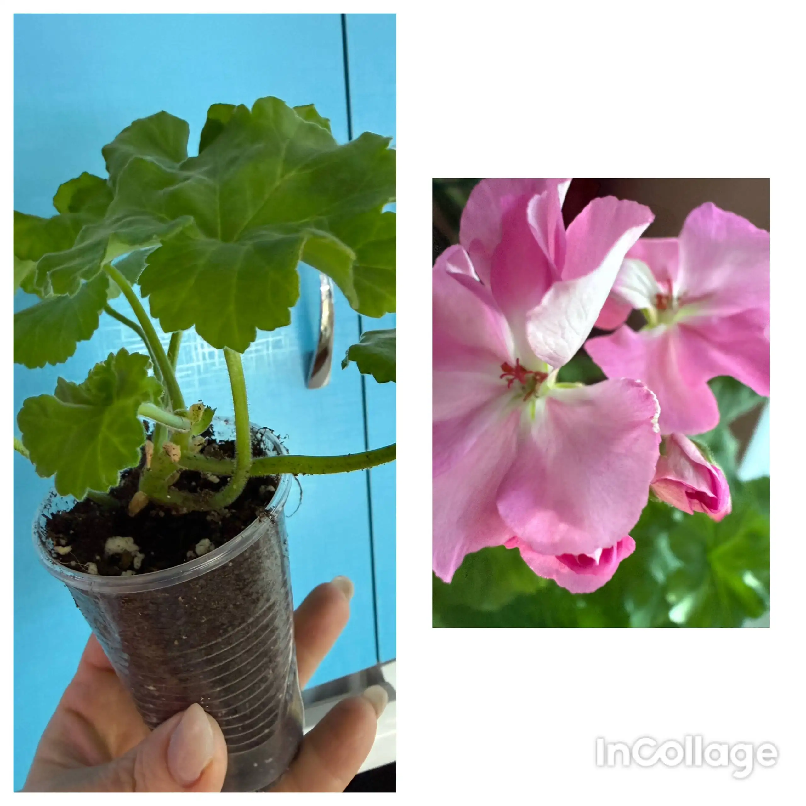 Продажа герани в Орске - Барахолка в Орск