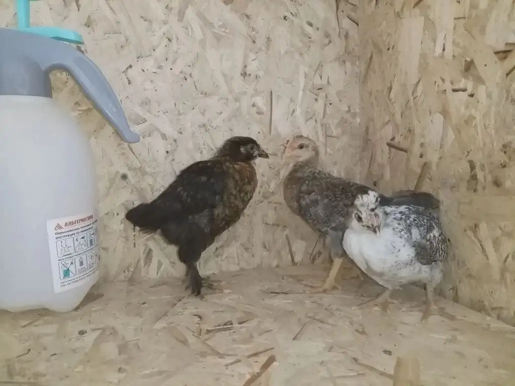 Продажа цыплят микс пород (папы брамы) - Птицы (Животные) в Орск