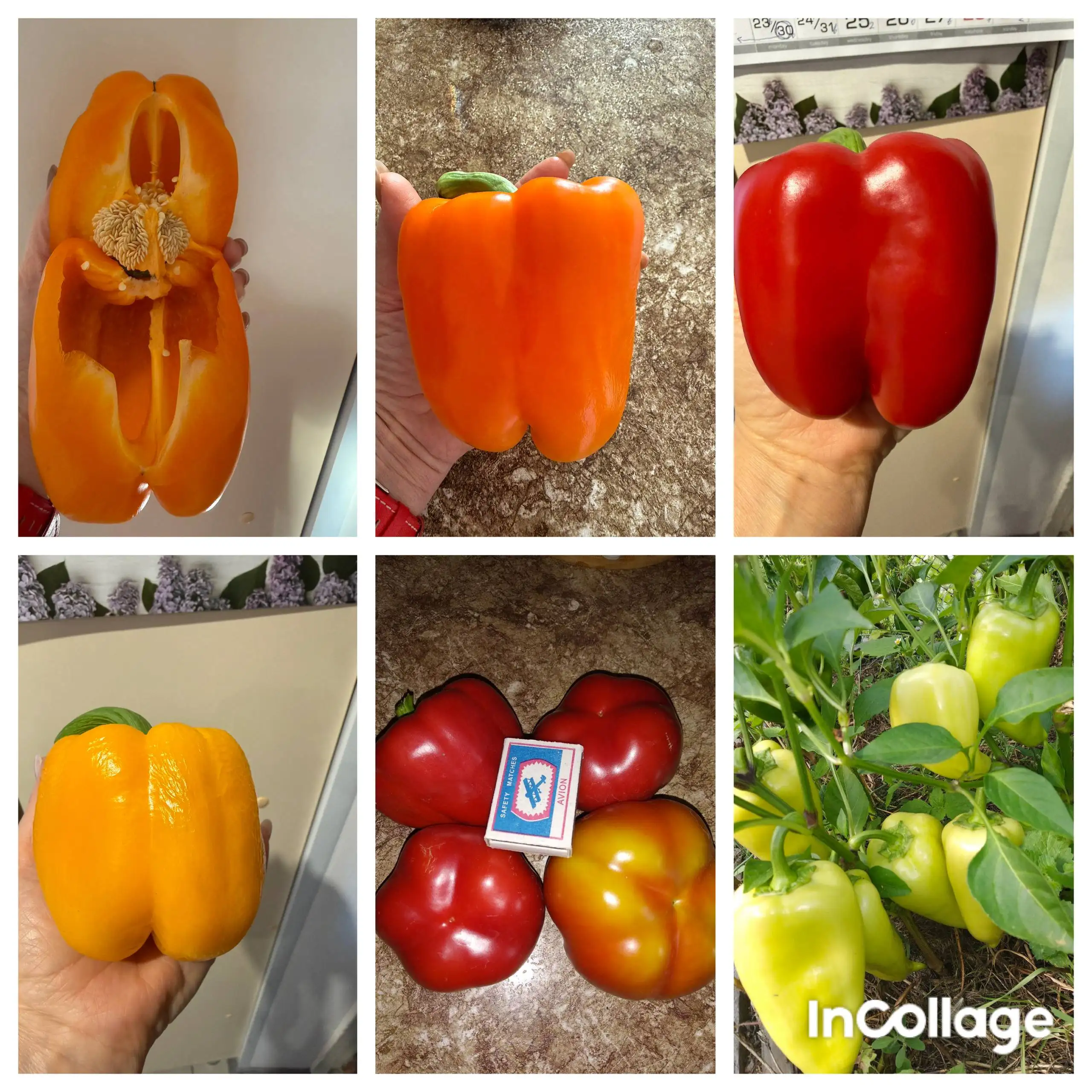 Продажа рассады овощей - Барахолка в Орск