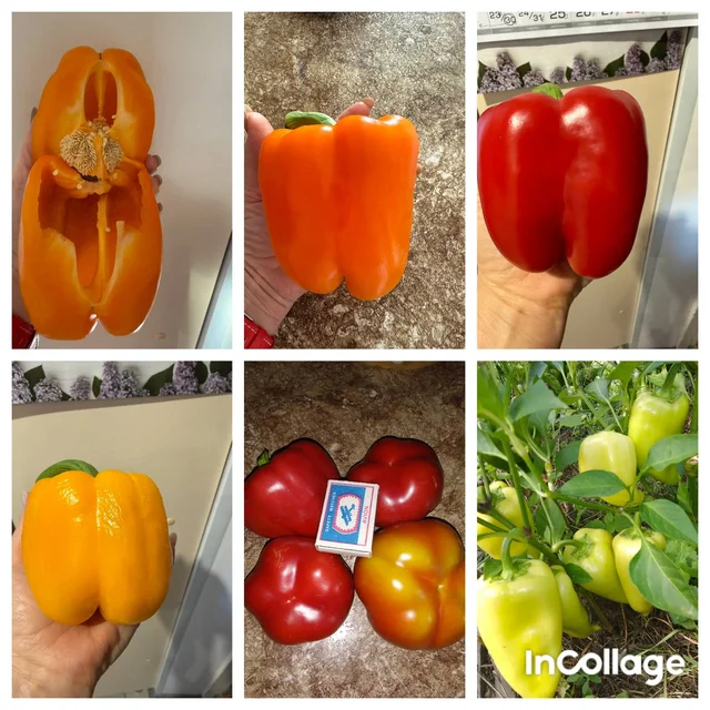 Продажа рассады овощей - Парикмахерские товары в Орск