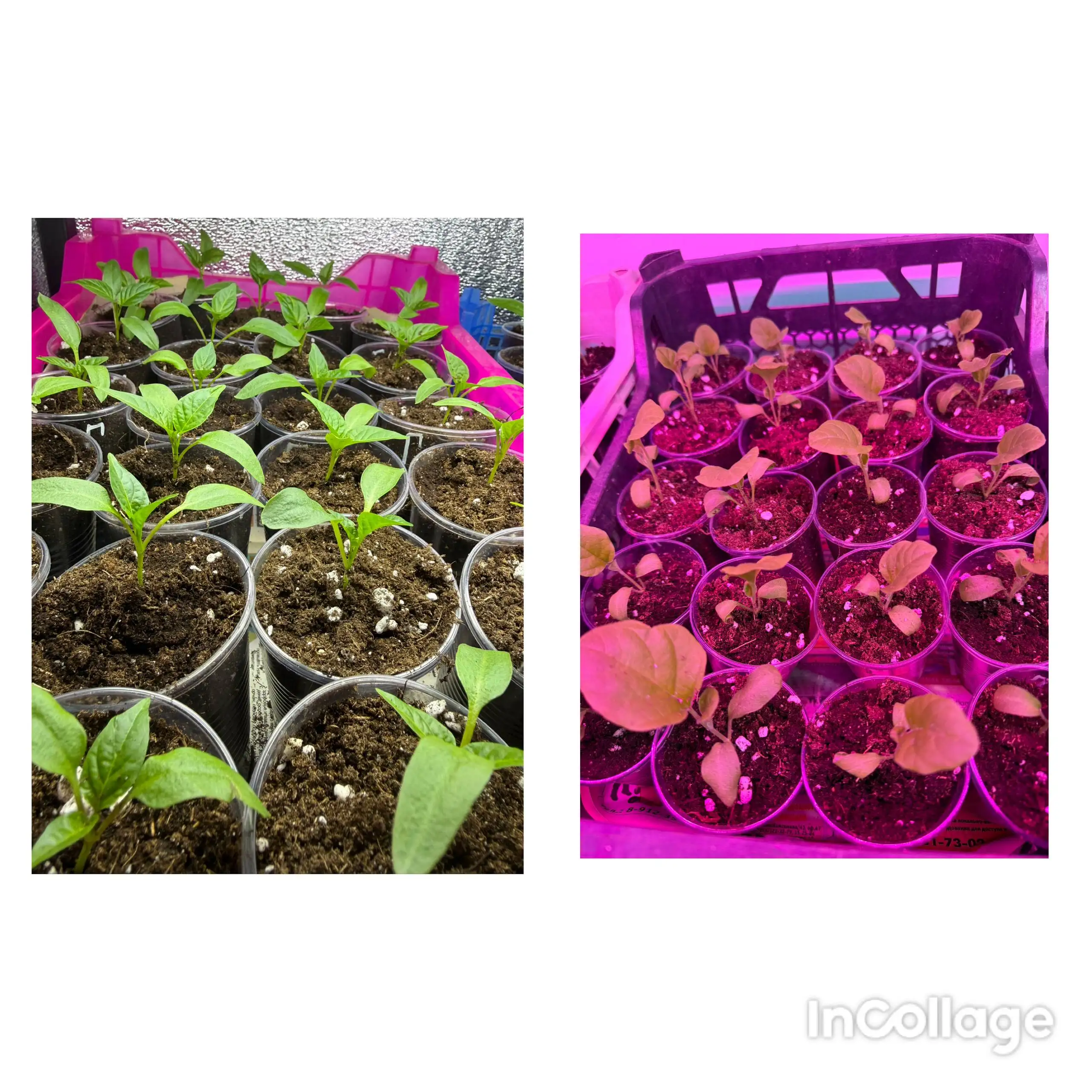 Продажа рассады овощей - Барахолка в Орск