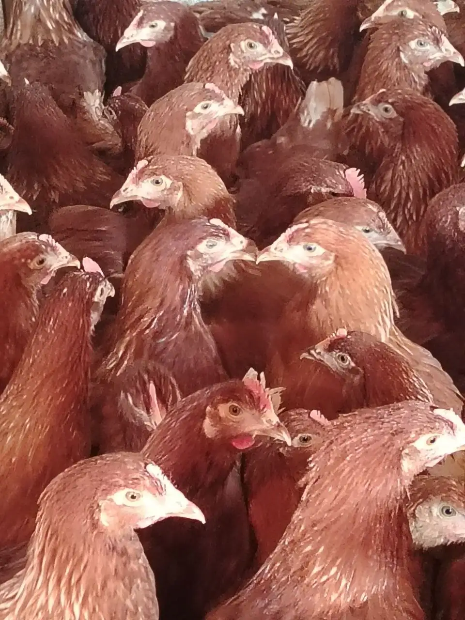 Куры несушки Ломан Браун 5,5 месяцев - Птица (Животные) в Орск