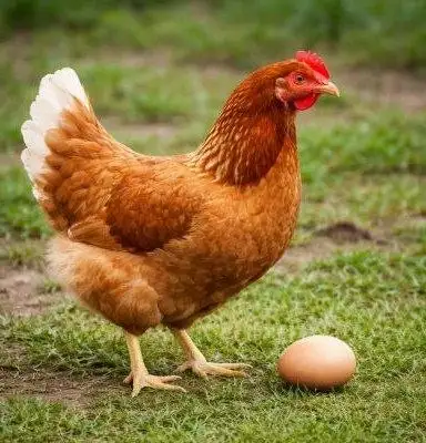 Куры несушки в наличии - Птица (Животные) в Орск