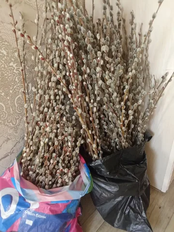 Продам вербы - Мототехника в Орск