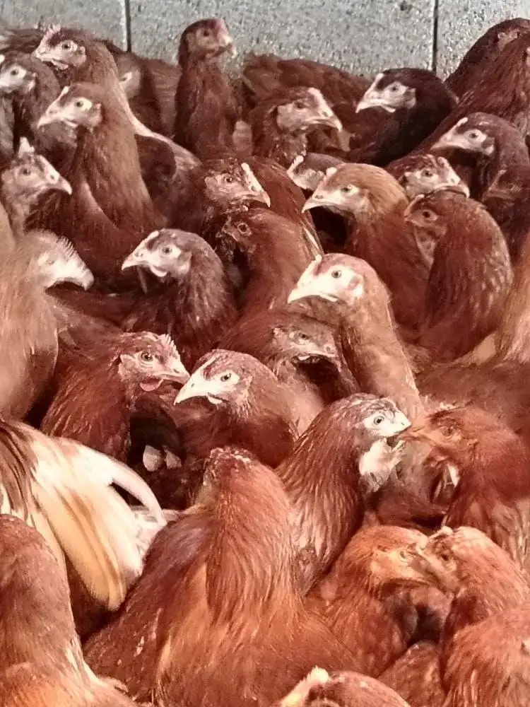 Продажа кур несушек Ломан Браун 5,5 месяцев - Птицы (Животные) в Орск