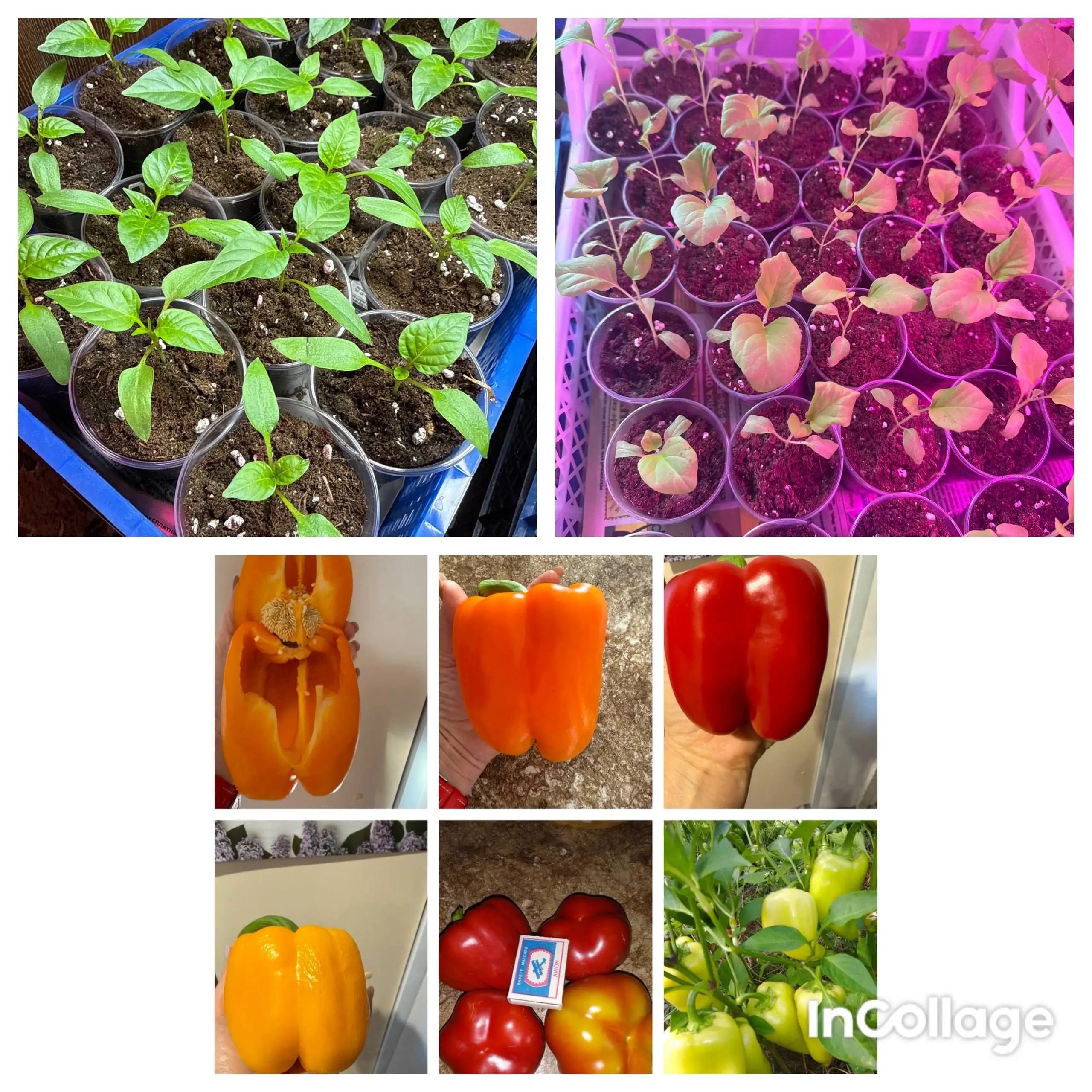 Рассада баклажанов и сладкого перца на доращивание - Растения (Барахолка) в Орск