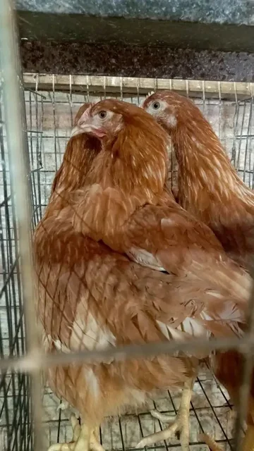 Продажа кур и бройлеров - Собаки в Орск