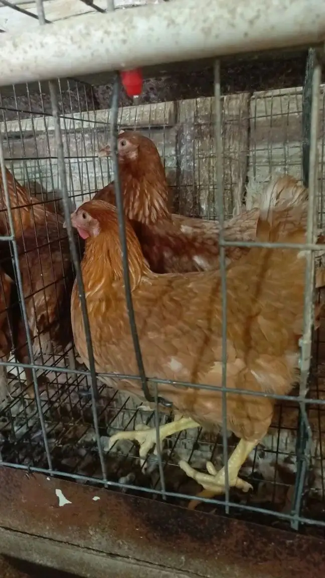 Продажа кур и бройлеров - Птица (Животные) в Орск