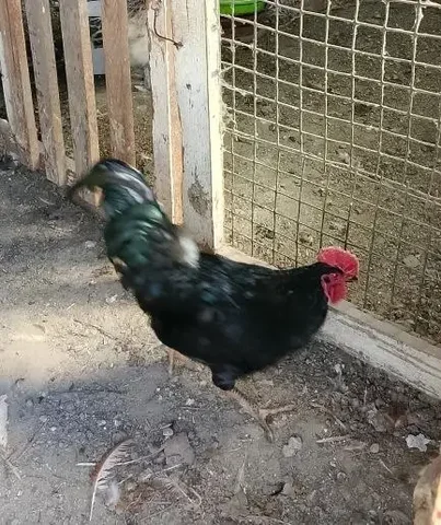 Продам в ОРСКая барахолка - частное объявление в Неизвестно