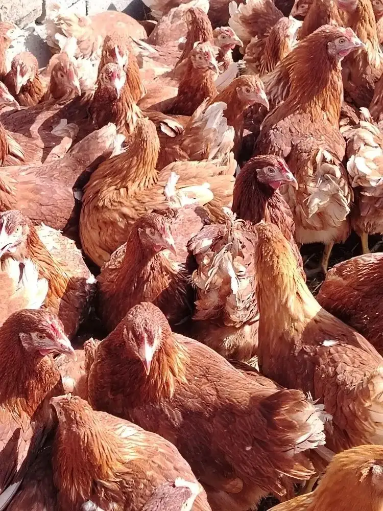 Продажа кур несушек породы Ломан Браун - Птица (Животные) в Неизвестно