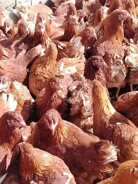 Продажа кур несушек породы Ломан Браун - Птица в Неизвестно