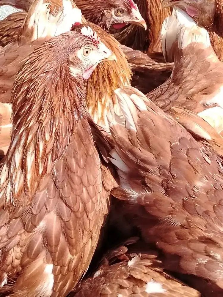 Продажа кур несушек породы Ломан Браун - Птица (Животные) в Неизвестно