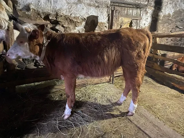 Продам телку 1.3 года - КРС в Орск