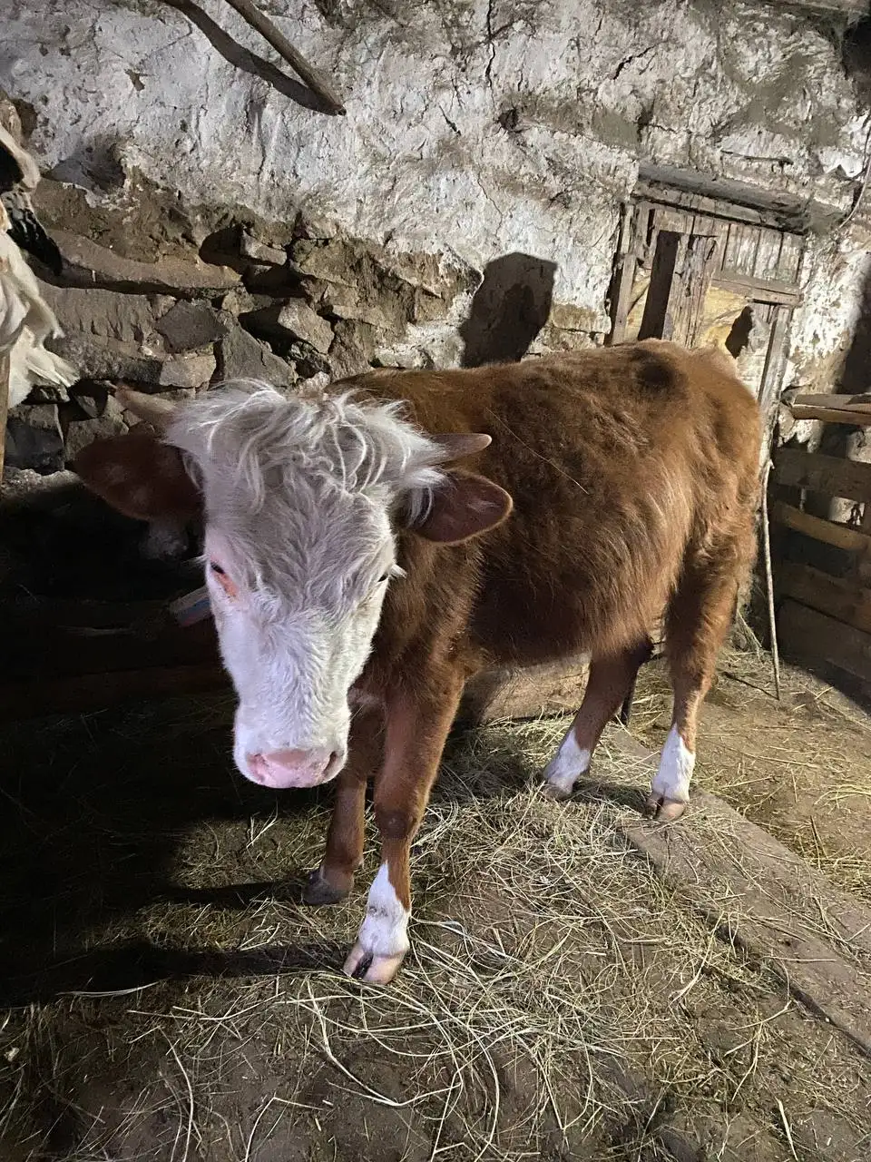 Продам телку 1.3 года - КРС (Животные) в Орск