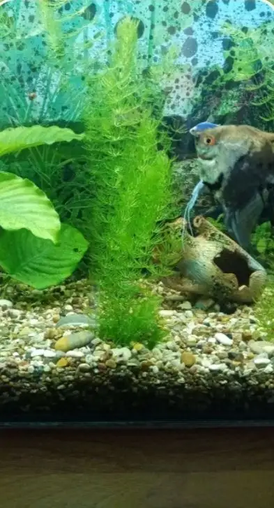 Продам Роголистник - Аквариумистика (Хобби и отдых) в Орск