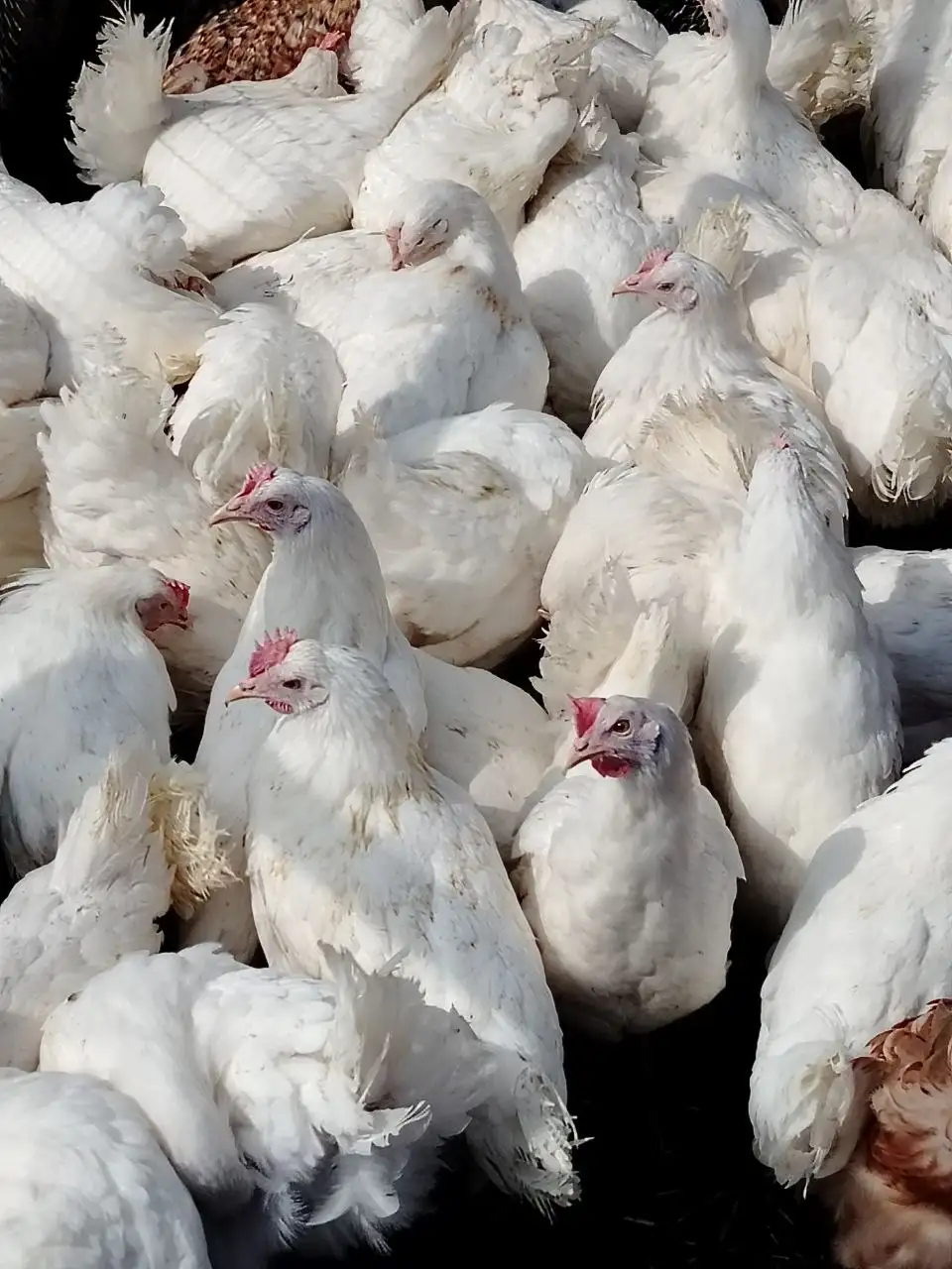 Продажа кур несушек разных пород - Птицы (Животные) в Новоорск