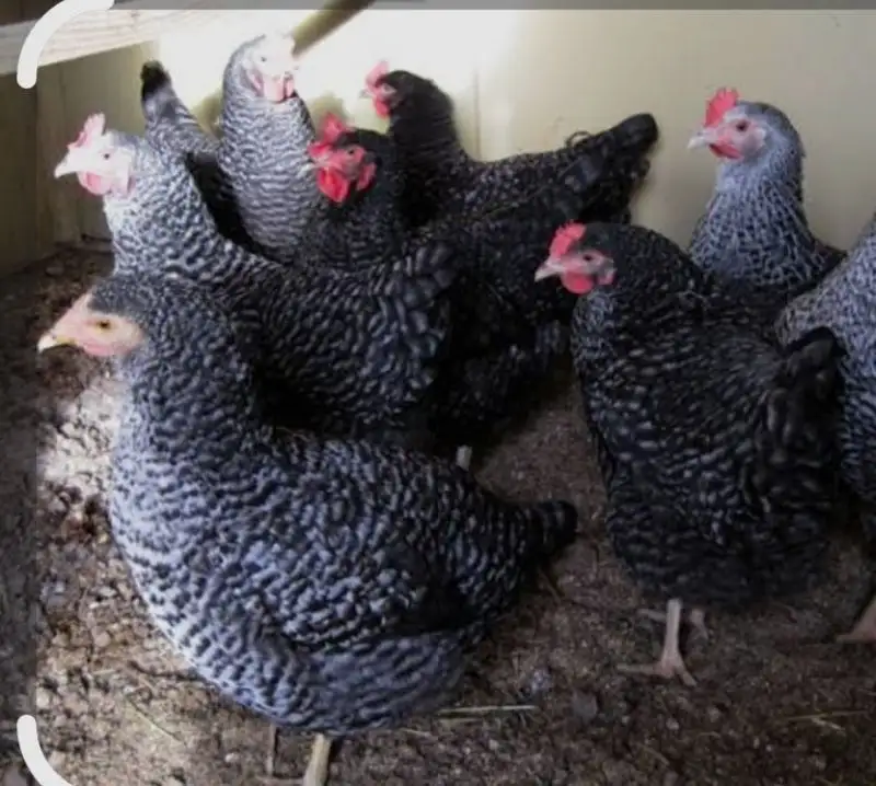 Продажа кур несушек разных пород - Птицы (Животные) в Новоорск