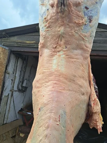 Говядина с откорма - Барахолка в Неизвестно