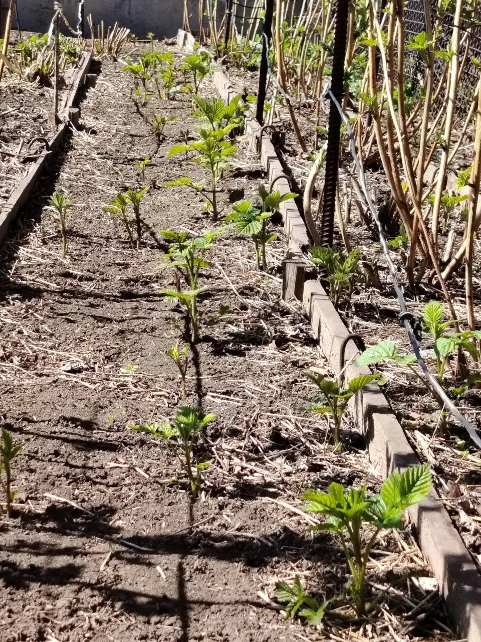 Продажа саженцев малины ремонтантной - Садоводство (Хобби и отдых) в Орск
