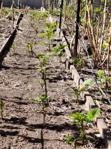 Продажа саженцев малины ремонтантной - Садоводство в Орск