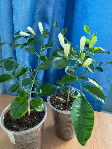 Мурайя с ароматом жасмина - Лошади в Орск