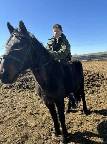 Продажа рабочей кобылы - Лошади в Новоорск