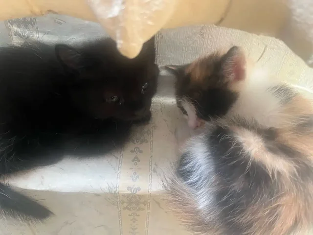 Отдам котят в добрые руки - Кошки в Новоорск