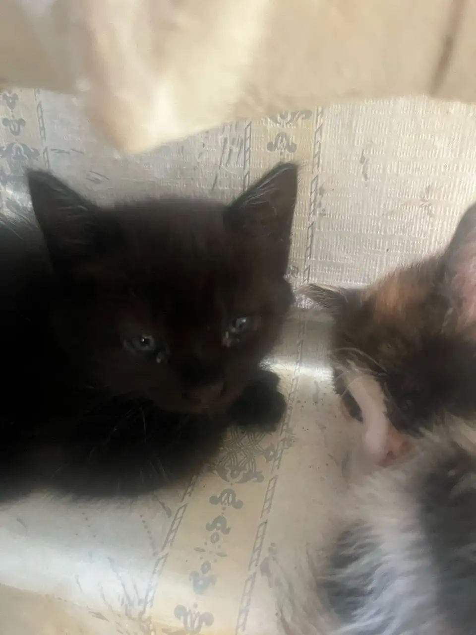 Отдам котят в добрые руки - Кошки (Животные) в Новоорск