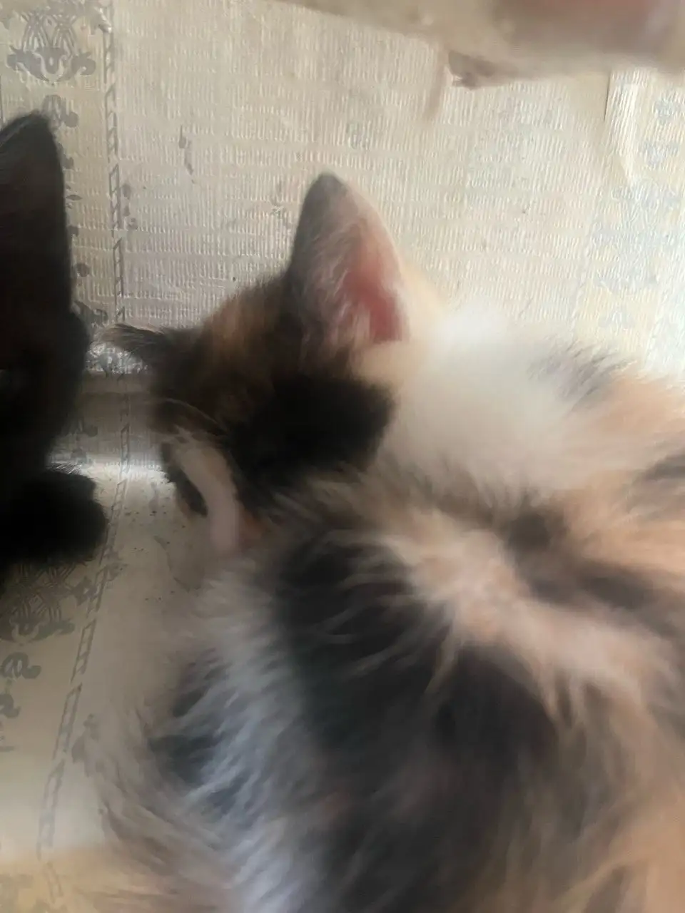 Отдам котят в добрые руки - Кошки (Животные) в Новоорск