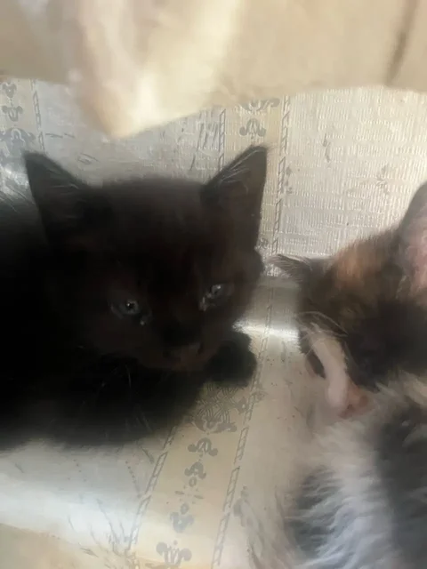 Отдам котят в добрые руки в Новоорске - Кошки в Новоорск