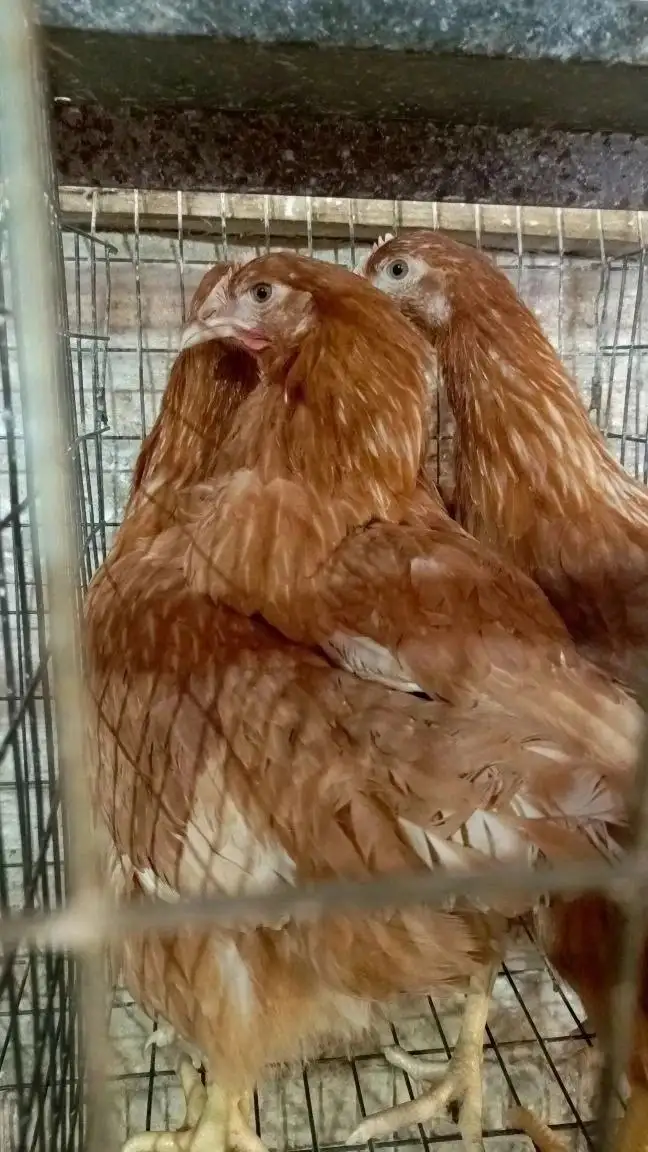 Куры молодки породы Родонит-3 - Птицы (Животные) в Орск