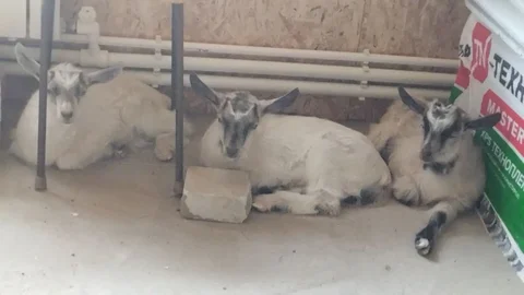 Продам козлят на племя - Корм для собак в Орск