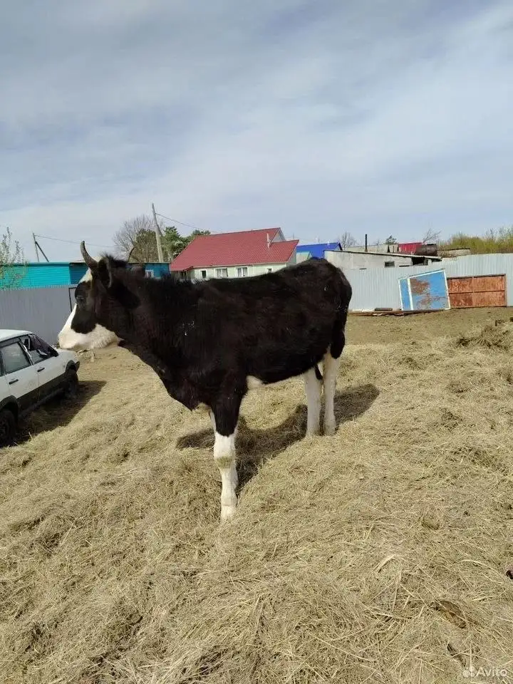 Телка - Крупный рогатый скот (Животные) в Орск
