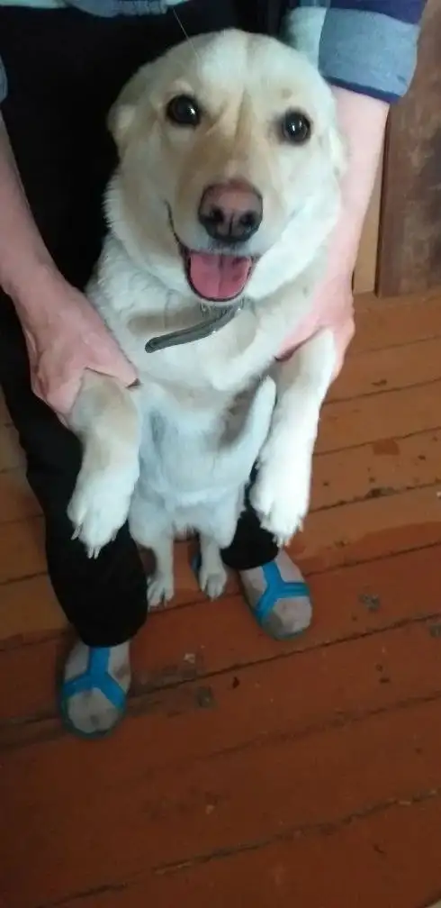 Отдам в добрые руки собаку Белку - Собаки (Животные) в Орск