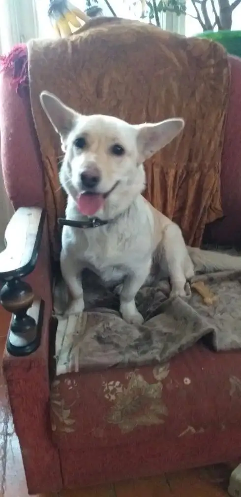 Отдам в добрые руки собаку Белку - Собаки (Животные) в Орск