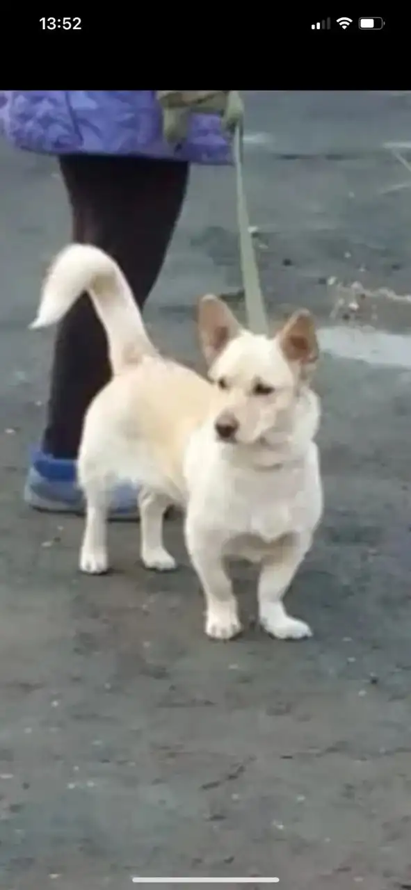 Отдам в добрые руки собаку Белку - Собаки (Животные) в Орск