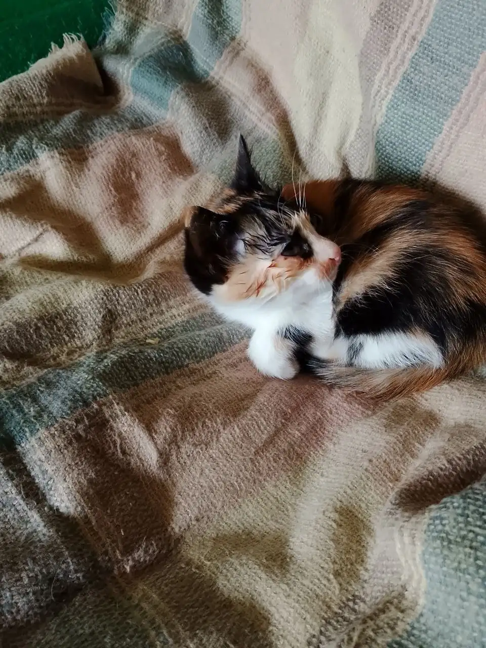 Отдам котёнка девочку - Животные в Новоорск
