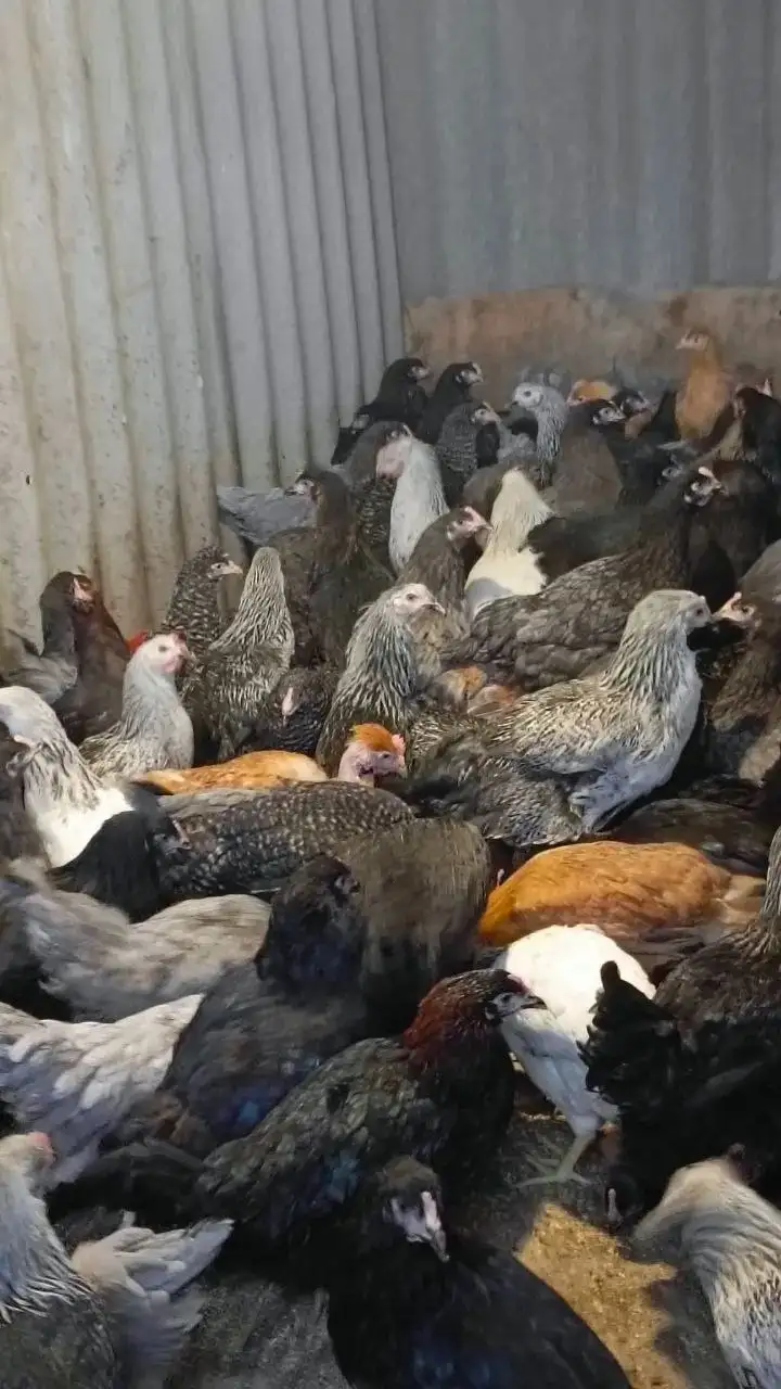 Продажа кур молодок пород Родонит и Доминант - Птицы (Животные) в Орск
