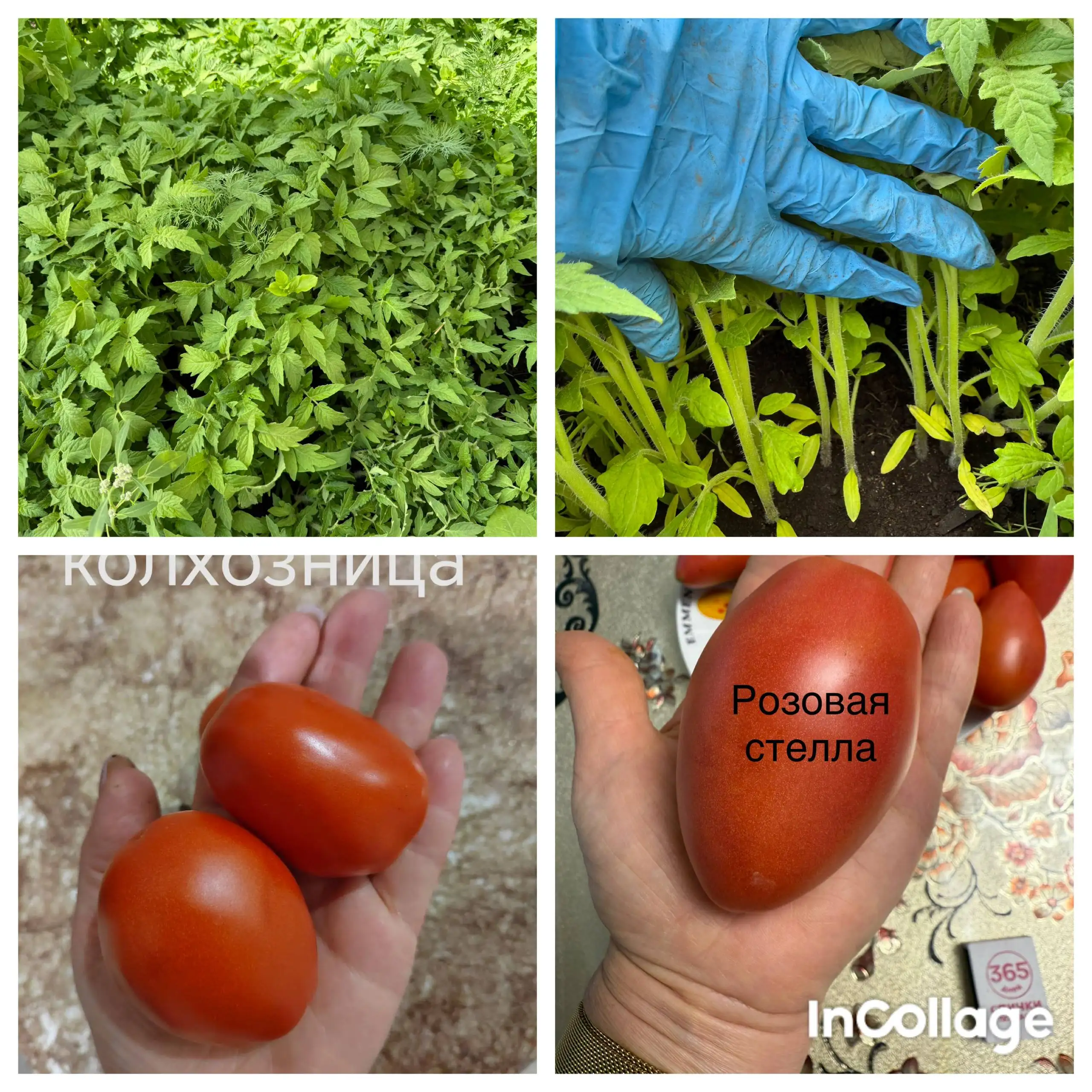 Продажа рассады томатов, капусты, астры и перца - Рассада (Для дома и дачи) в Орск