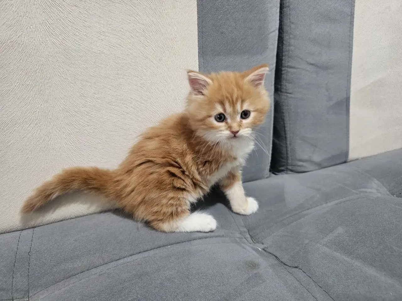 Продажа котят мейн кун и шотландский вислоухий - Кошки (Животные) в Неизвестно
