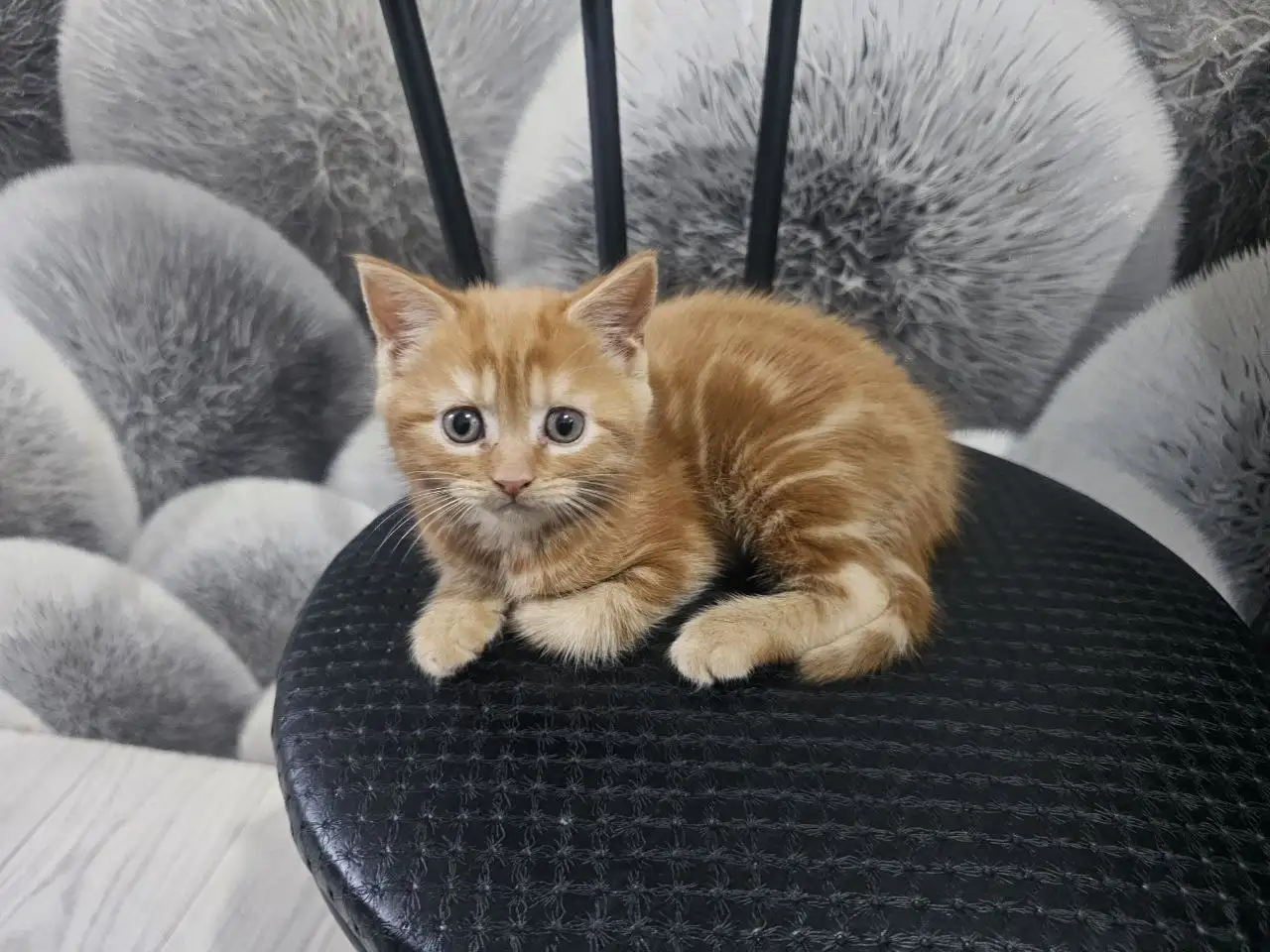 Продажа котят мейн кун и шотландский вислоухий - Кошки (Животные) в Неизвестно