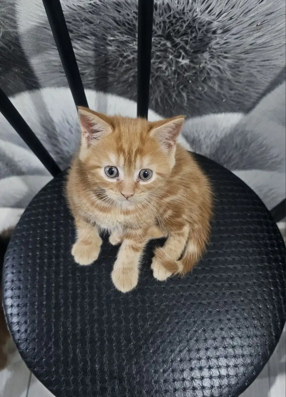 Продажа котят мейн кун и шотландский вислоухий - Кошки (Животные) в Неизвестно