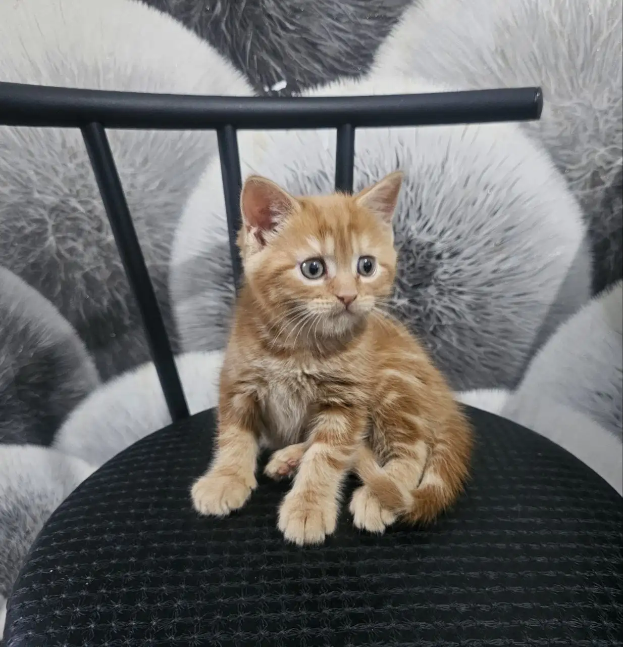 Продажа котят мейн кун и шотландский вислоухий - Кошки (Животные) в Неизвестно