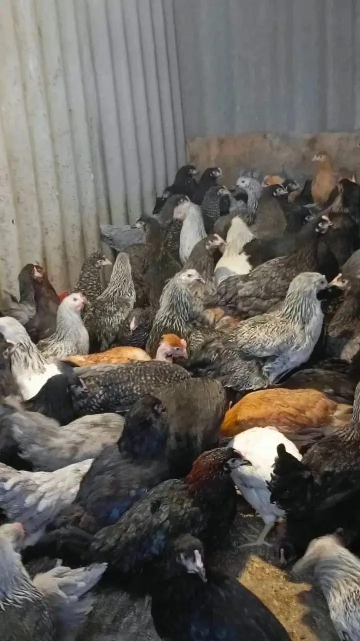 Продажа кур-молодок и мяса бройлера - Птицы (Животные) в Орск