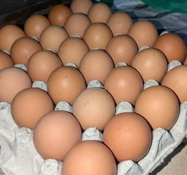Яйца домашние в Орске - Продукты (Барахолка) в Орск