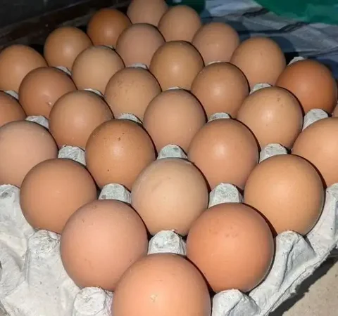 Яйца домашние в Орске - Продукты питания в Орск