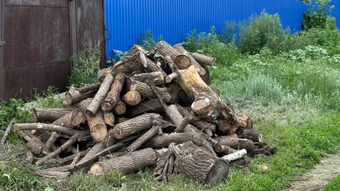 Продам дрова - Хвойные в Оренбург